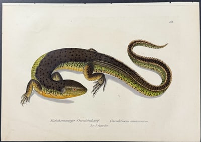 Schinz - Crocodile Tegu or Lizard. 34