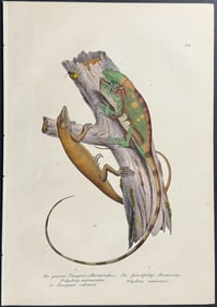 Schinz - Lizards. 28