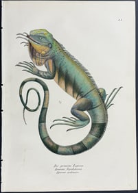 Schinz - Iguana. 23