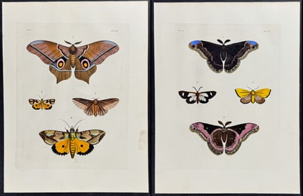 Drury - Pair of Moth Engravings