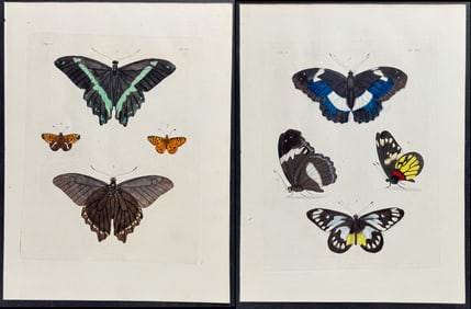 Drury - Pair of Butterfly Engravings