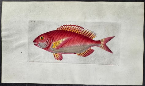 Shaw & Nodder, On Vellum - Rose Sparus Fish. 834
