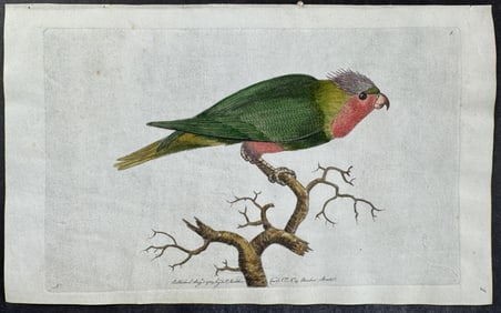 Shaw & Nodder, On Vellum - Purple -Headed Parrakeet. 1