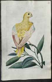 Shaw & Nodder, On Vellum - Pale Parrakeet. 258