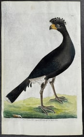 Shaw & Nodder, On Vellum - Common Curassow. 117
