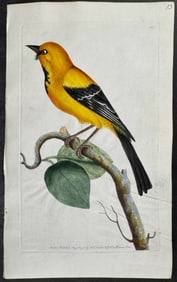 Shaw & Nodder, On Vellum - Lesser Banana-Bird. 243