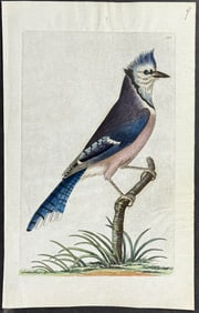 Shaw & Nodder, On Vellum - Blue Jay. 313
