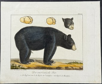 Wolf & Bock - Black Bear