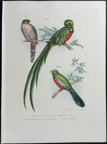 Fitzinger - Quetzal, Trogon