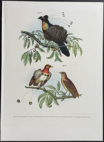 Fitzinger - Bird of Paradise