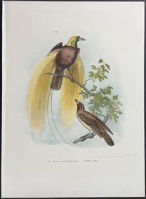 Fitzinger - Bird of Paradise