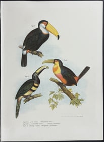 Fitzinger - Toucan