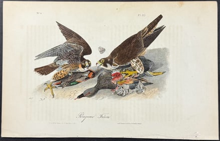 Audubon - Peregrine Falcon. 20