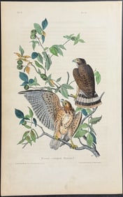 Audubon - Broad-winged Buzzard. 10