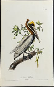 Audubon - Brown Pelican. 423