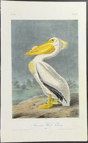 Audubon - American White Pelican. 422