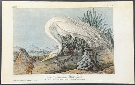 Audubon - Great American White Egret. 370