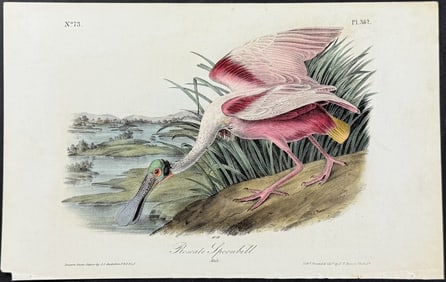 Audubon - Roseate Spoonbill. 362