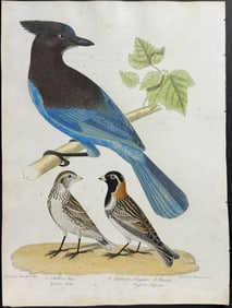 Wilson - Steller's Jay, Lapland Longspur. 13