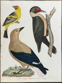 Wilson - Louisiana Tanager, Lewis's Woodpecker, & Clark's Crow. 20