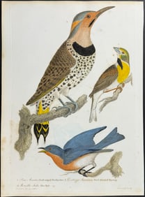 Wilson - Blue Bird, Woodpecker, & Bunting. 3