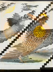 Wilson - Pinnated Grous & Warblers. 27