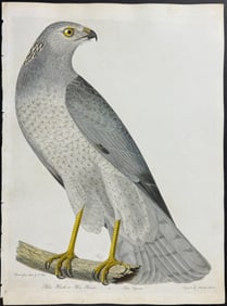 Wilson - Blue Hawk or Hen Harrier. 12