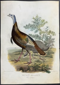 Wilson - Wild Turkey, male & female. 9