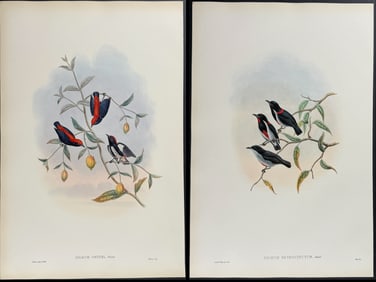 Gould - 4 Bird (Dicaeum) Lithographs
