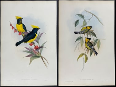 Gould - 4 Bird (Tit) Lithographs