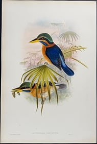 Gould - Sumatra Kingfisher