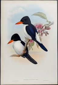 Gould - Blue-and-white Kingfisher