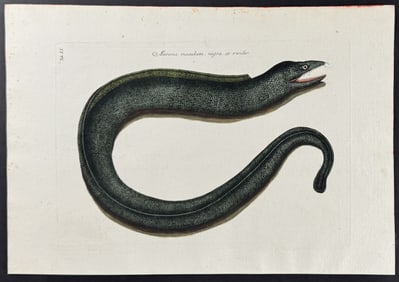 Catesby - Muray (Eel). 20