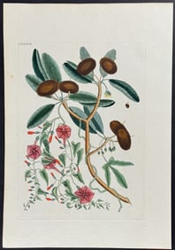 Catesby - Sapadillo Tree (Wild Dilly) & Convolvulus. 87