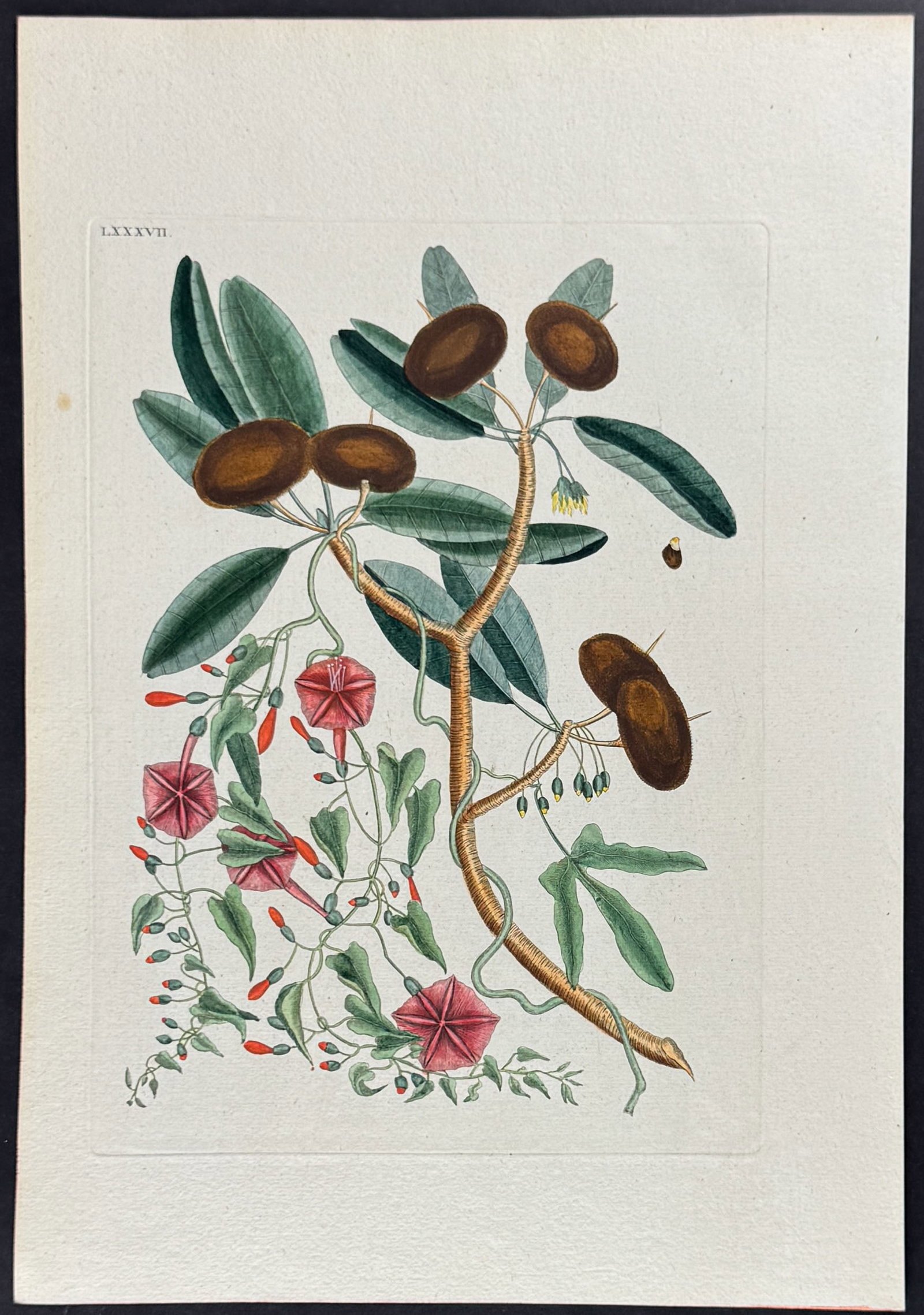 Catesby - Sapadillo Tree (Wild Dilly) & Convolvulus. 87: This stunning, originally hand-colored engraving is from Mark Catesby's Piscium Serpentum Insectorum aliorumque nonnullorum animalium nec non plantarum quarundam imagines quas Marcus Catesby in poster