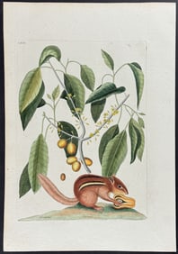 Catesby - Ground Squirrel (Eastern Chipmunk) with Mastick Tree. 75