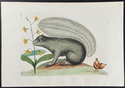 Catesby - Grey Fox Squirrel (Eastern Gray Squirrel) with Bahaman Orchid. 74