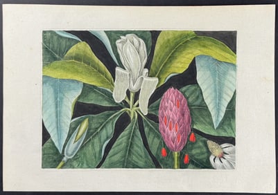 Catesby - Magnolia - The Umbrella Tree (Big Leaf Magnolia). 80