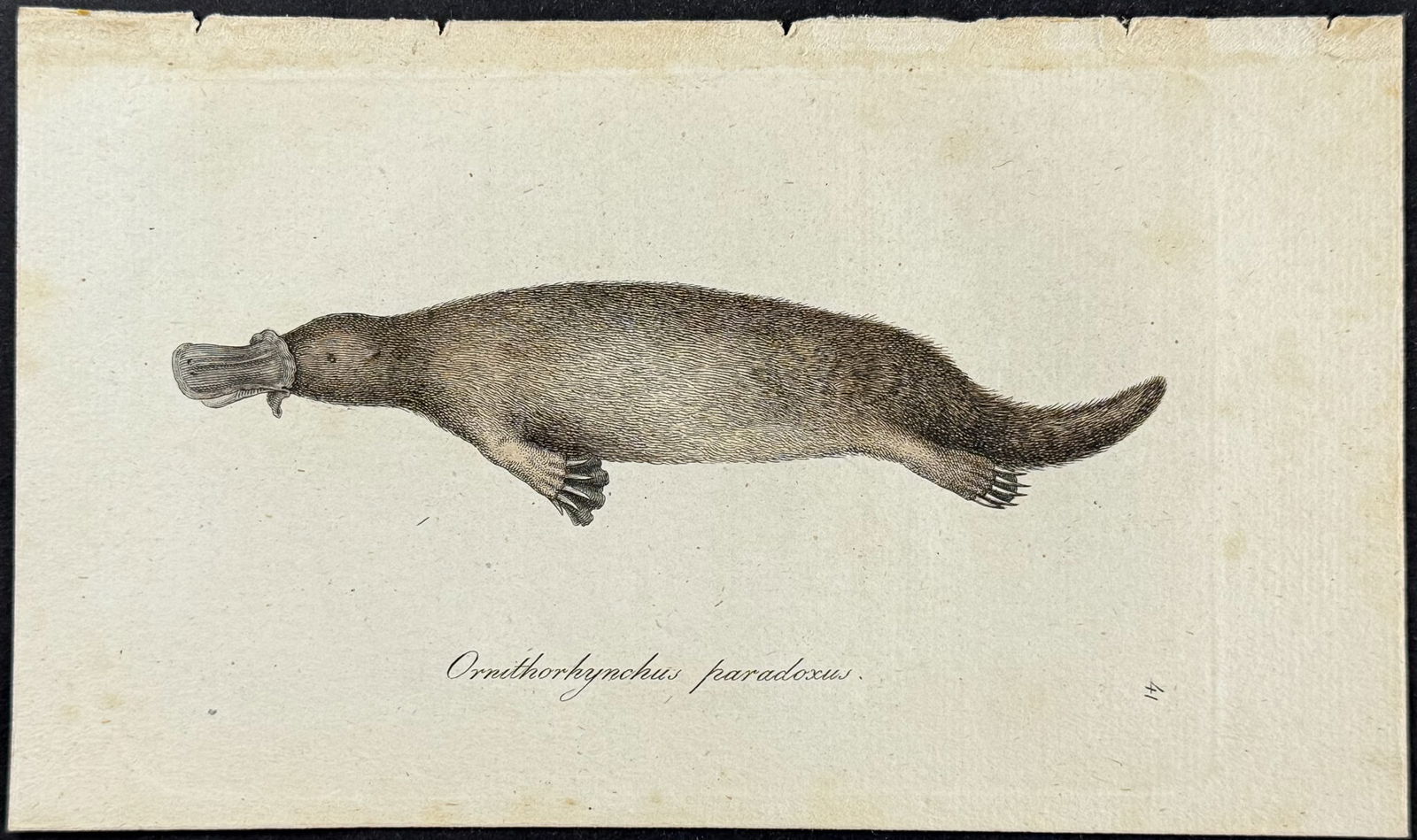 Blumenbach - Platypus. 41