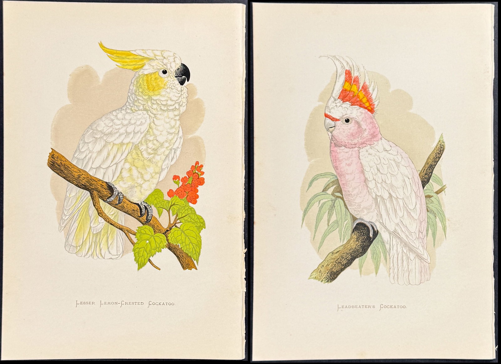 Greene - Group of 6 Cockatoo Woodblock Engravings: This alluring woodblock engraving of a parrot with hand-finished coloring is from W. T. Greene?s Parrots in Captivity. George Bell & Sons published the work in London between 1884 and 1887. Benjamin F
