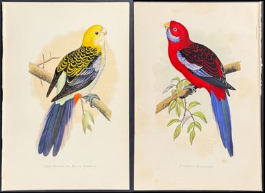 Greene - Group of 4 Parakeet Woodblock Engravings