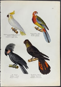 Schinz - Cockatoo, Parrot. 68