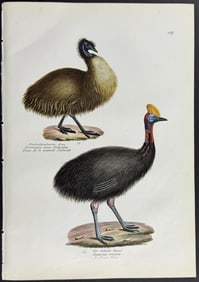Schinz - Cassowary. 109