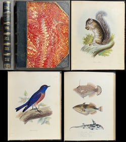 Beechey's Zoology - Volume with 44 Zoology Engravings & 3 Maps