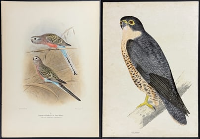 Lot of 5 Australian Bird Lithographs from Diggles & Mathews