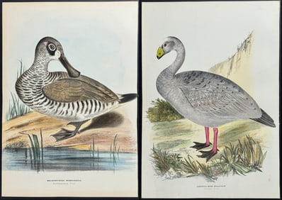 Diggles - Group of 6 Australian Water Bird Lithographs