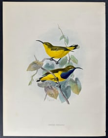 Shelley & Keulemans - Australian Yellow-breasted Sunbird
