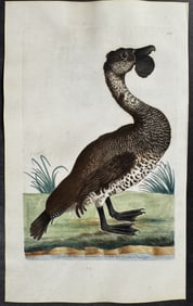 Shaw & Nodder, On Vellum - Lobated Musk Duck (Australia). 255
