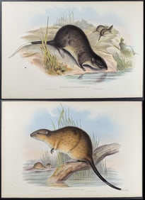 Gould, Australia - Group of 3 Beaver-Rat Lithographs