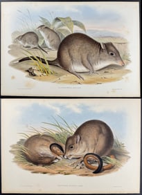 Gould, Australia - Group of 4 Kangaroo Lithographs